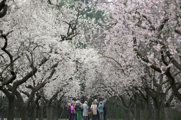Llega la primavera a la Quinta de los Molinos con la floración de los almendros