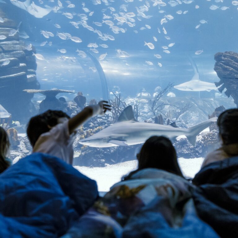 Descubriendo la vida marítima en familia en Atlantis Aquarium