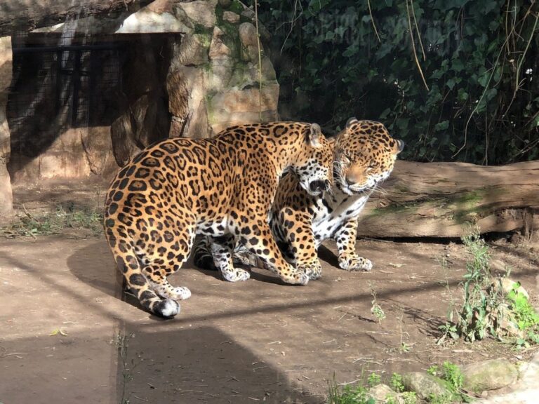 Animales de Safari Madrid