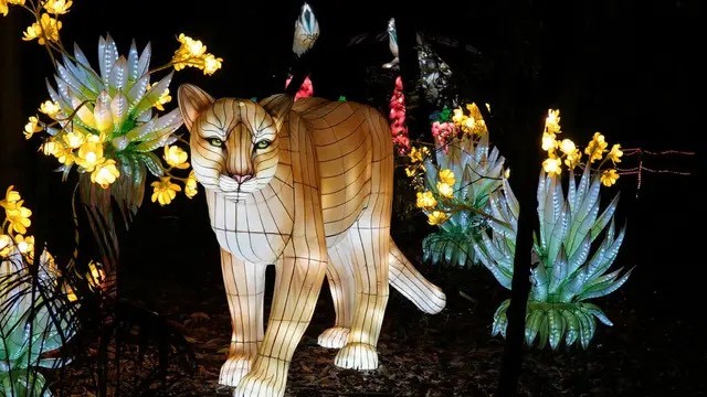 Descubre «Brilla Faunia», un espectáculo nocturno único en Madrid