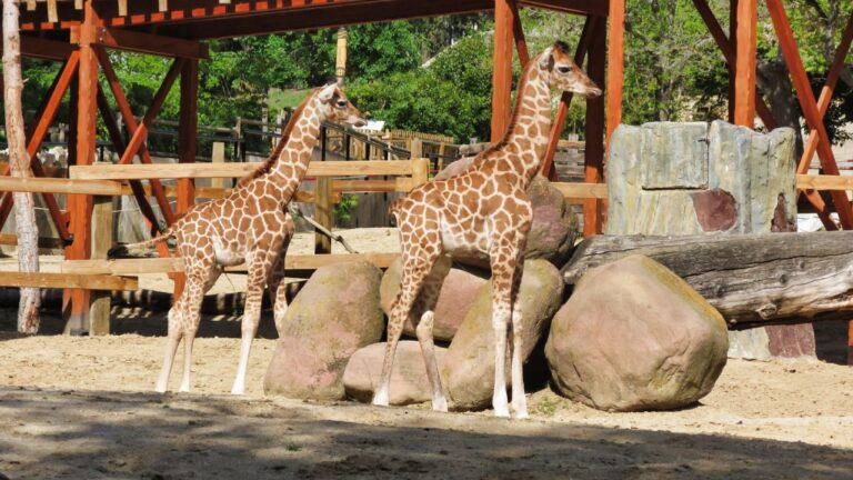 Campamentos de verano Zoo Aquarium