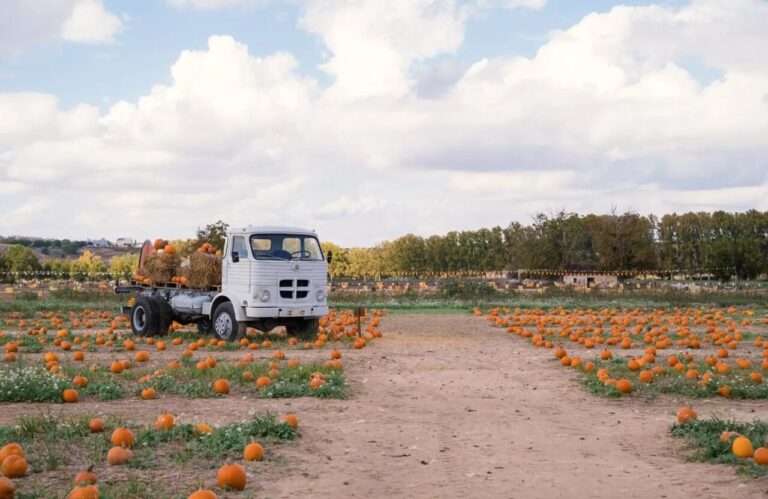 pumpkin patch